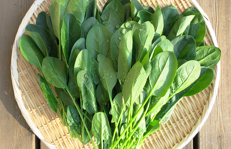 Japanese Spinach